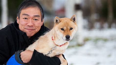 Hokkaido Dog Pictures, Rescue, Puppies, Breeders, Temperament