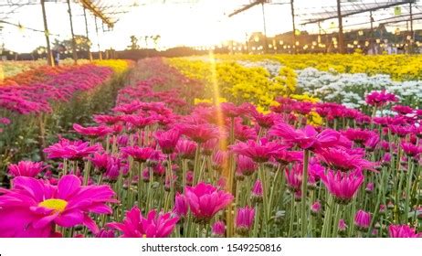 Holambra flower fields