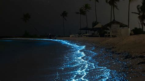 Holbox Bioluminescence