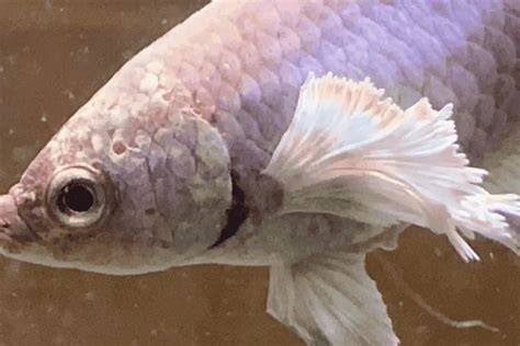 Hole In The Head Betta
