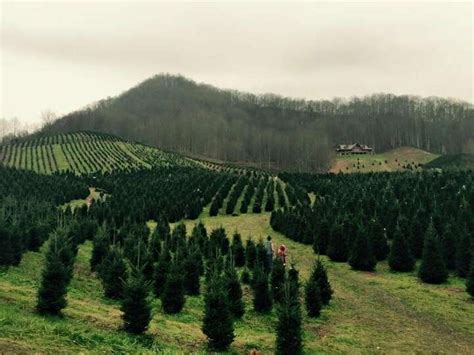Holiday Tree Farms
