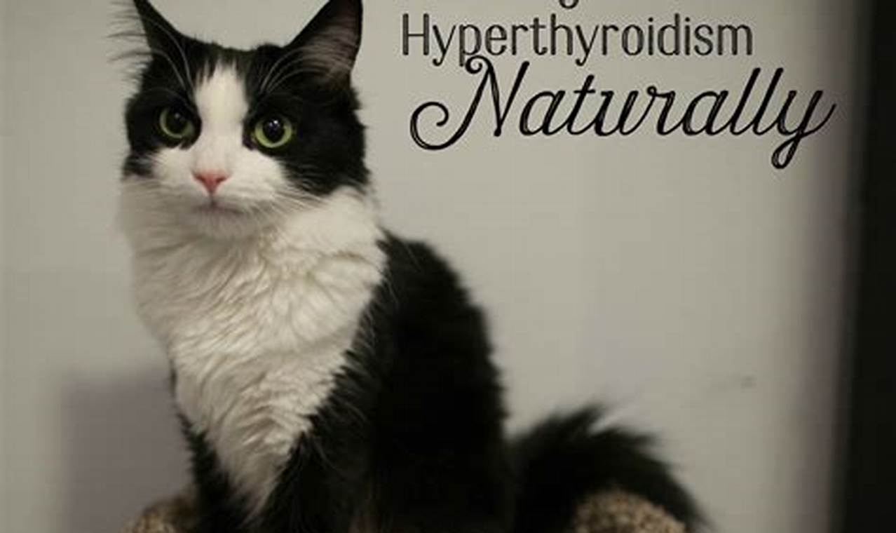 Holistic care for cats with hyperthyroidism