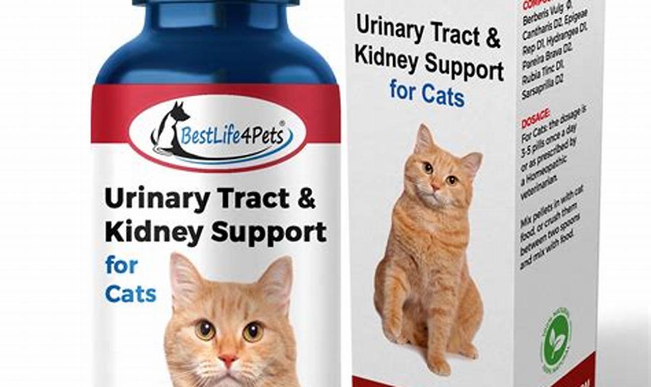 Holistic care for cats with kidney disease
