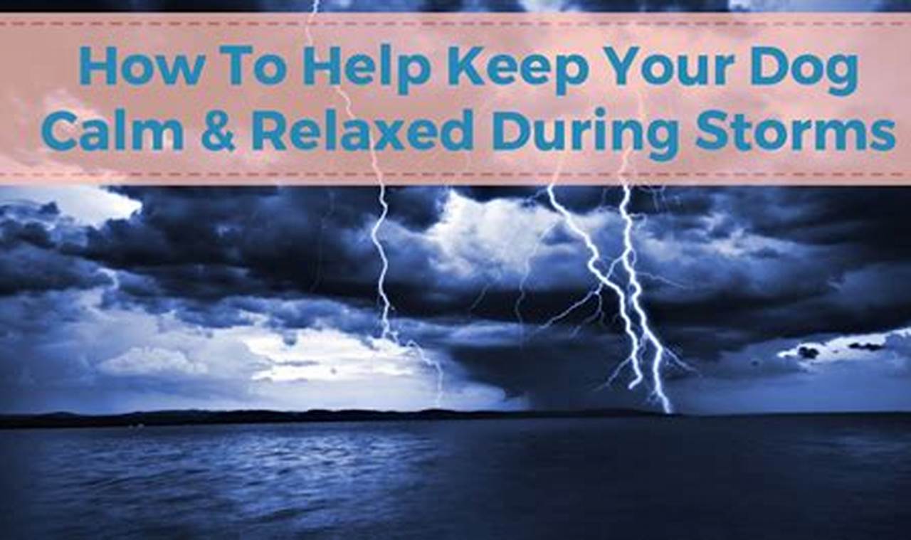 Holistic remedies for calming anxious dogs during storms