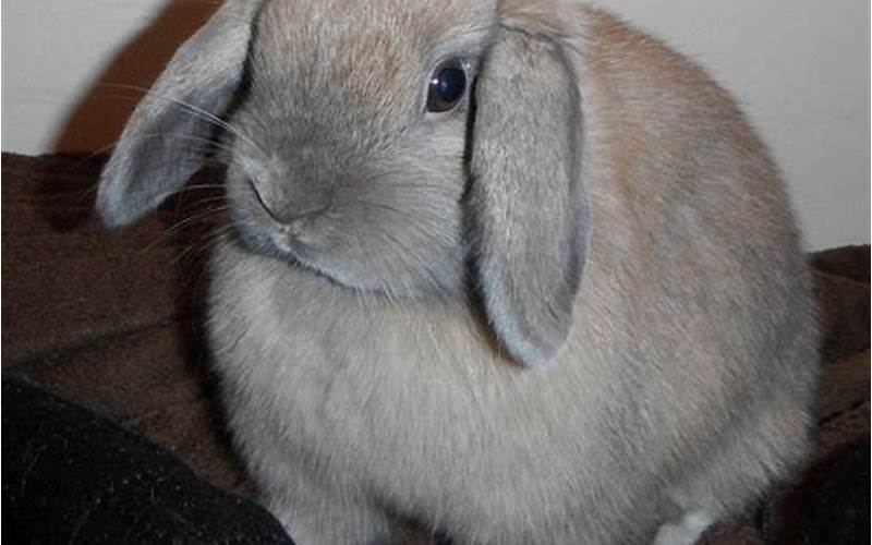 Holland Lop Blue Tort Appearance