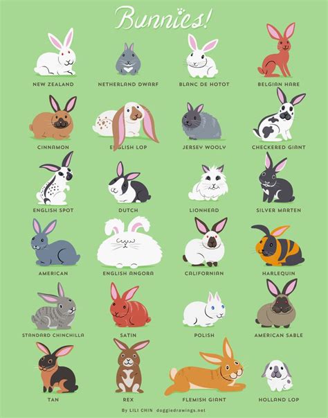 Holland Lop Colors Chart