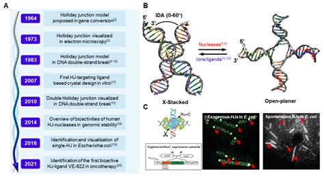 Holiday Junction Animation: A Festive Way to Spice up Your Website!