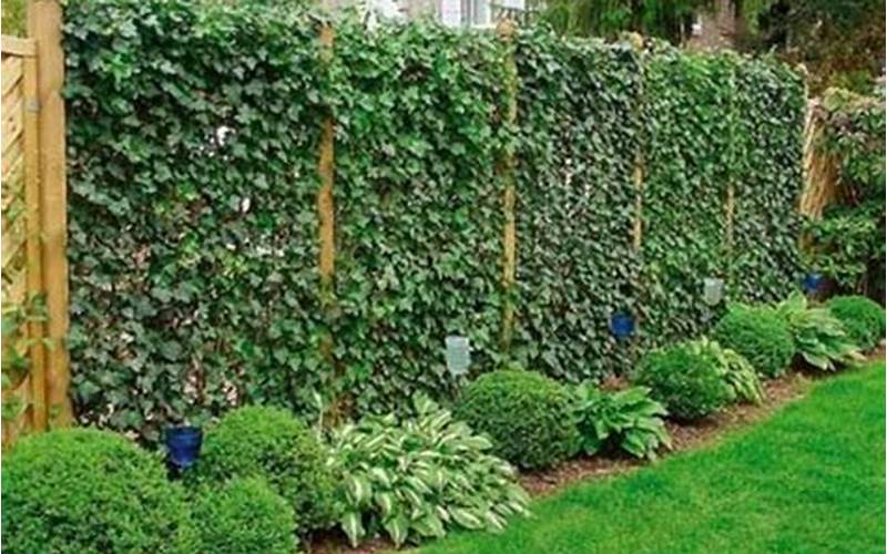 Holly Bush Privacy Fence: The Best Way To Protect Your Property