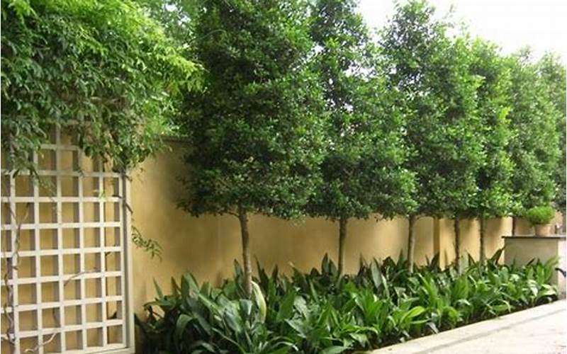 Holly Trees Privacy Fence: The Perfect Solution For Your Outdoor Space