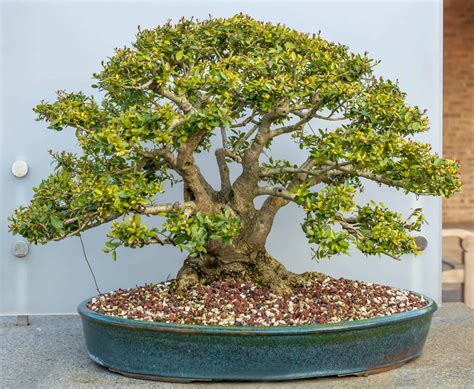 Holly Bonsai