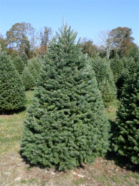 Holly Ridge Tree Farm