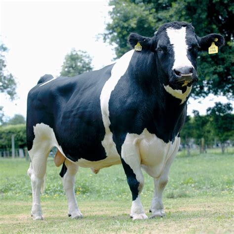 Holstein