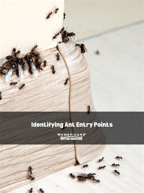Home Maintenance Tips to Block White Ant Entry