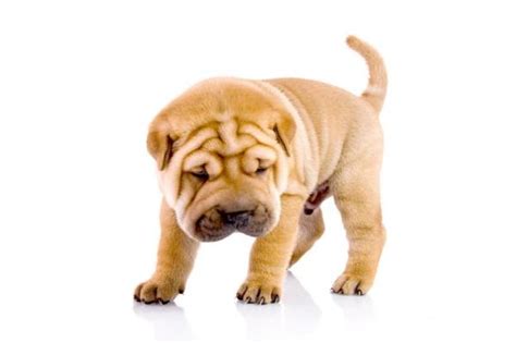9 Effective Home Remedies for Flawlessly Beautiful Shar Pei Skin