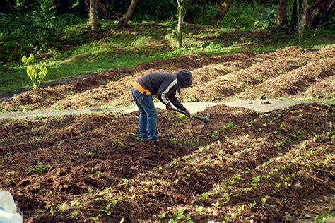 Homesteading Hard Work