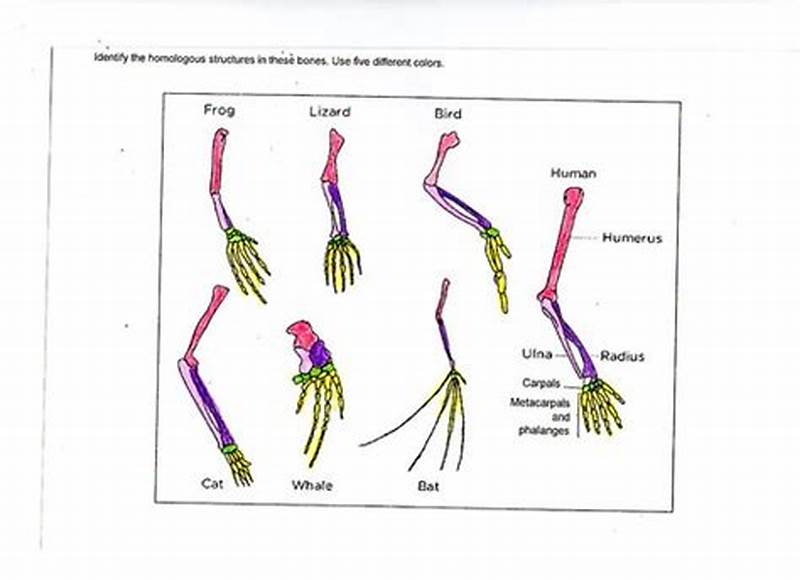 Homologous Structures Coloring