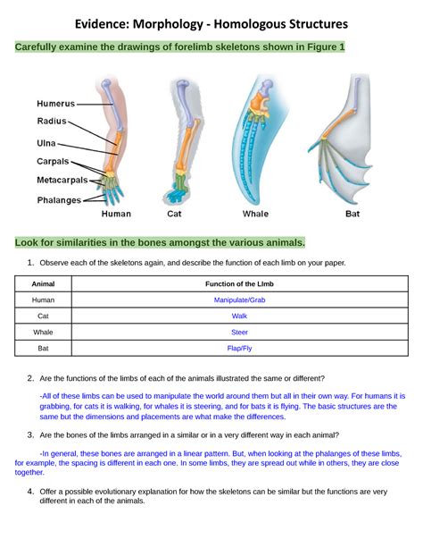 Homologous Structures Worksheet Answers