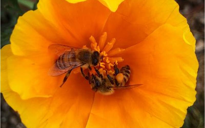 honey bees favorite flowers