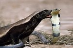 Honey Badger Snake