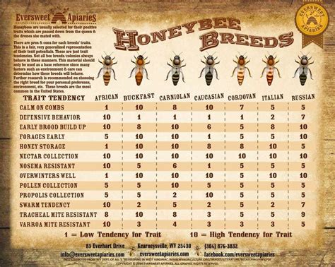 Honey Bee Identification Chart