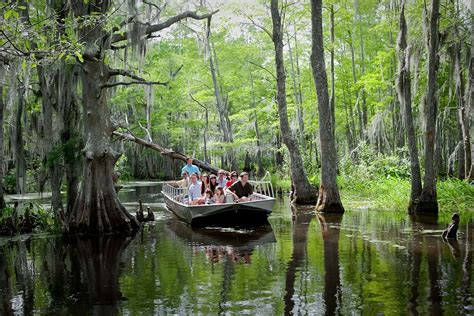 Honey Island Swamp Photo