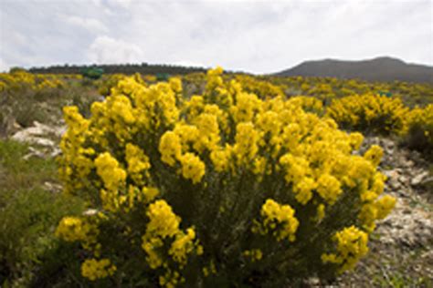 Honeybush Traduction