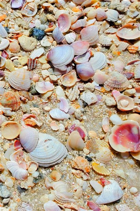 Honeymoon Island shells