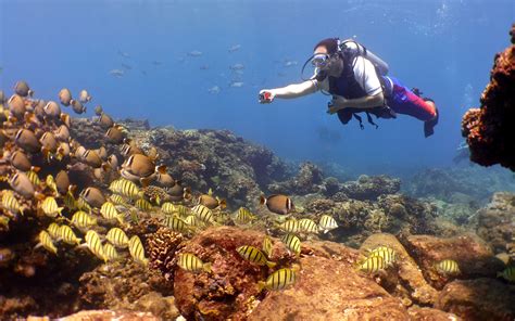 Honolulu diving