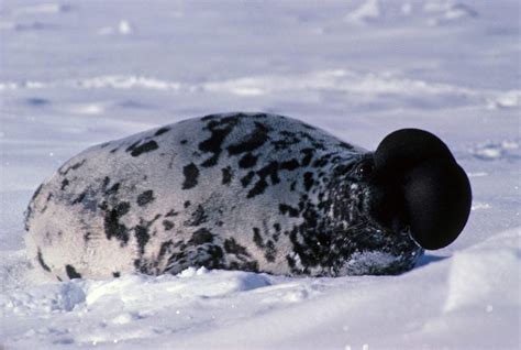 Hooded Seal
