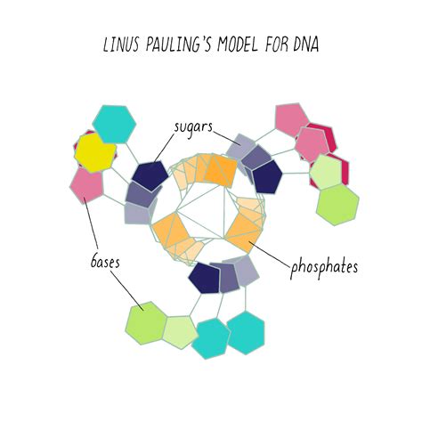 Hoogsteen-and-Pauling-Corey-Models-DNA