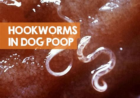 What Do Hookworms Look Like in Dog Poop?