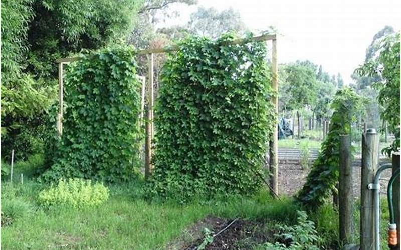 Hops Privacy Fence: The Ultimate Guide