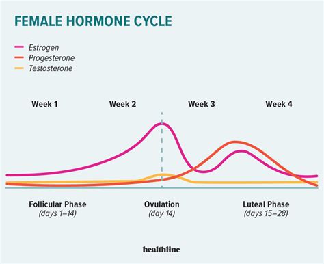 Hormone Levels During Menstrual Cycle Chart