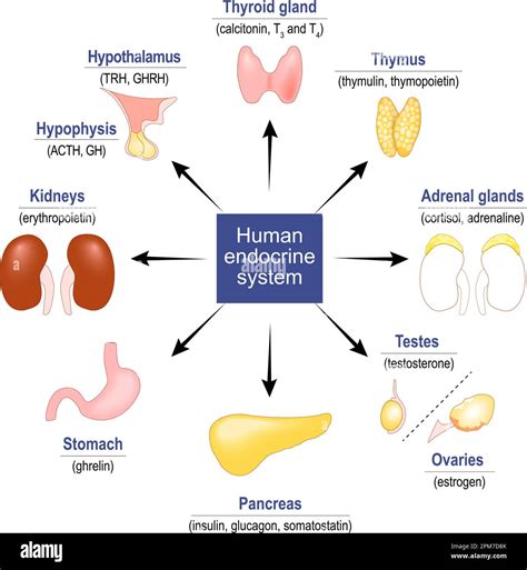 Hormones & Glands: Balance Your Body’s Chemistry.