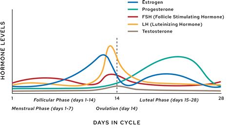 Hormones Throughout Cycle Chart