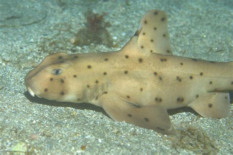 Horn Sharks