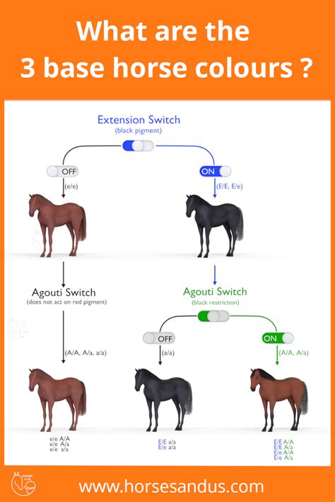Horse Color Genetics Worksheet