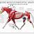 Horse Muscle Anatomy