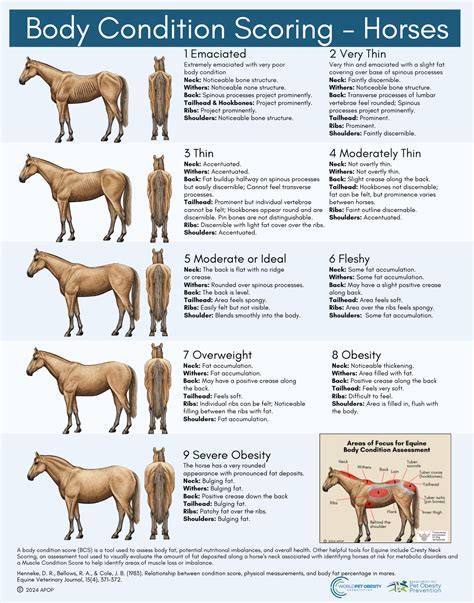 Horse Body Condition Chart