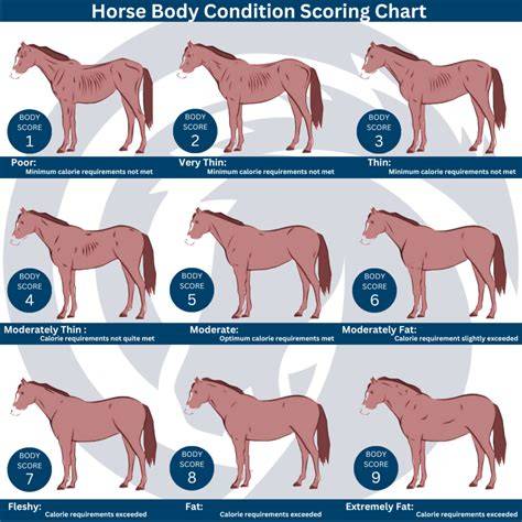 Horse Body Score Chart
