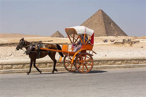 Horse Carriage at Pyramids
