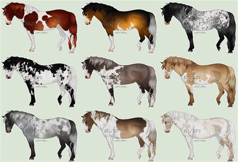 Horse Color Patterns