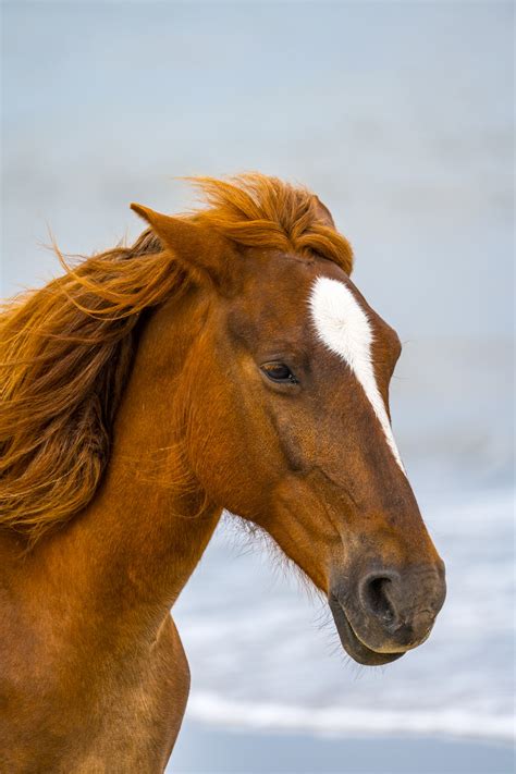 Horse closeup