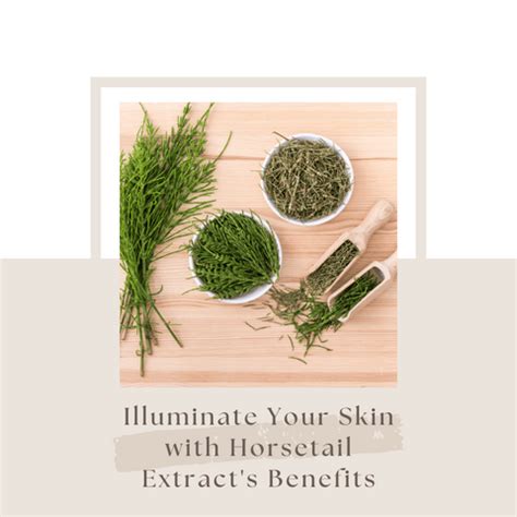 Revitalize Your Skin with the Rare Beauty Benefits of Horsetail Extract