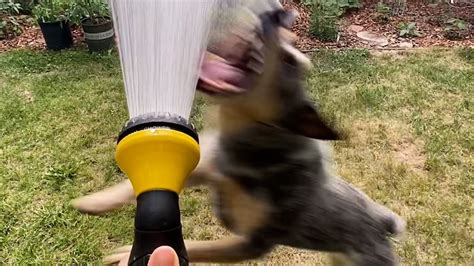 Hose Dog Meme