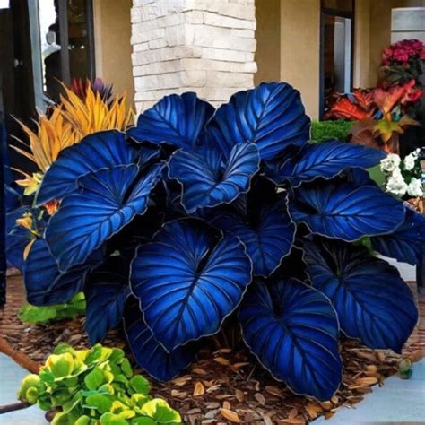 Hospice Plant