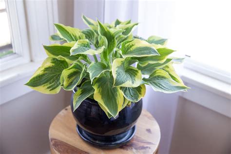 Hosta Plant Indoors