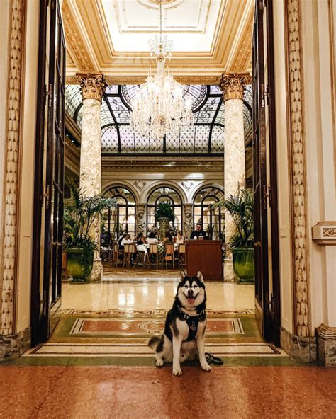33 BIG-Dog-Friendly Hotels In Ireland in 2021 | Dog friendly hotels