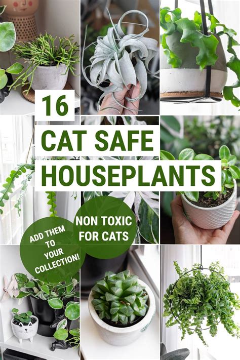 A guide to the prettiest cat safe non toxic house plants. Cat safe