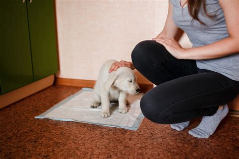 House Training A Puppy The Ultimate Guide